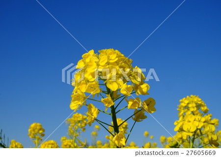 強姦開花 27605669