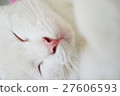 Close up sleeping lovely white cat 27606593