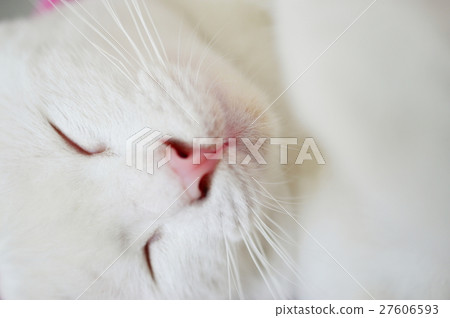 Close up sleeping lovely white cat Close up sleeping lovely white cat 27606593