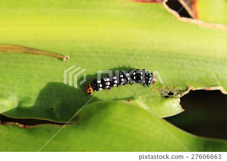 Larvae of Hamaeumotojoto which eats leaves of Hamayu Larvae of Hamaeumotojoto which eats leaves of Hamayu 27606663