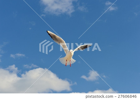注意)我稍微修飾了一點點飽和度。野生鳥類在冬天“Yurikamome / Ureshikome”。 注意)我稍微修飾了一點點飽和度。野生鳥類在冬天“Yurikamome / Ureshikome”。 27606846