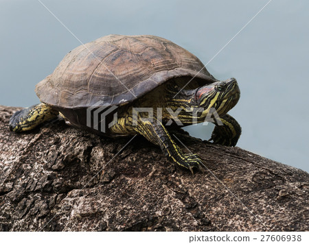 Red-eared Slider Turtle 27606938