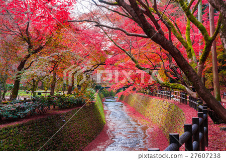 Kyoto Kitano Tenmangu Shrine Autumn leaves of maple Kyoto Kitano Tenmangu Shrine Autumn leaves of maple 27607238