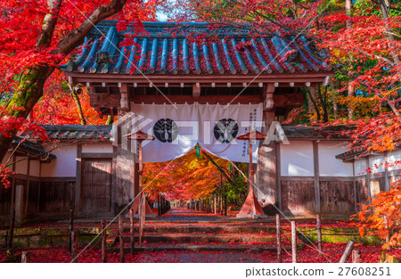 Autumn leaves of Kyoto Komyoji 27608251