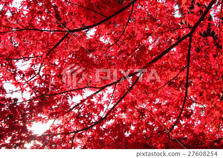 Autumn leaves 49 Autumn leaves 49 27608254