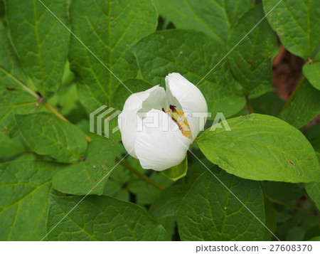Yamakyakuyaku / Mountain peony medicine 27608370