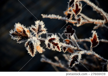 冰霜覆蓋的Yachiyanagi 27608439