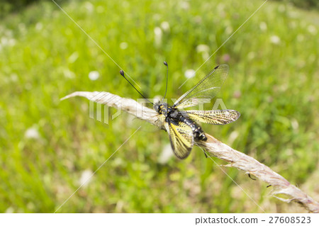 小貓跳板 27608523