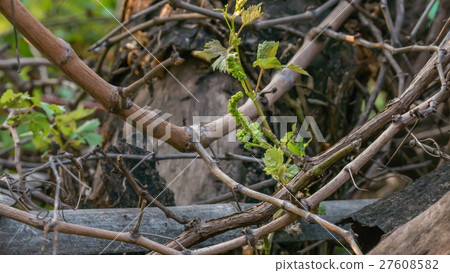 Young Grapes Forming 27608582