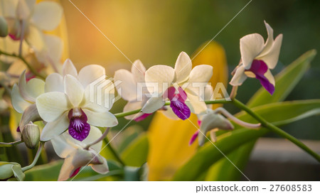 white with purple orchid flower 27608583