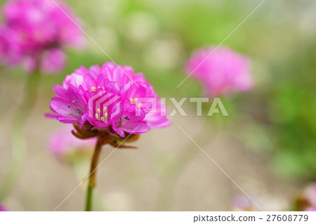 Cute Almeria like Kanzashi 27608779