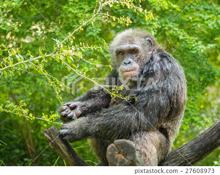 Portrait of chimpanzee Portrait of chimpanzee 27608973