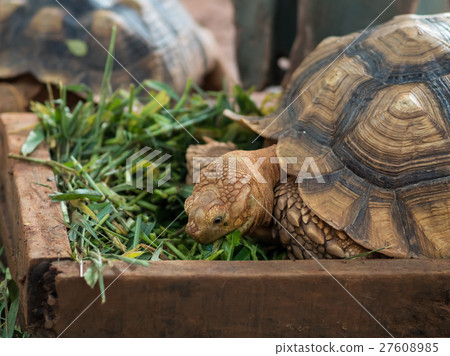 turtle eating turtle eating 27608985