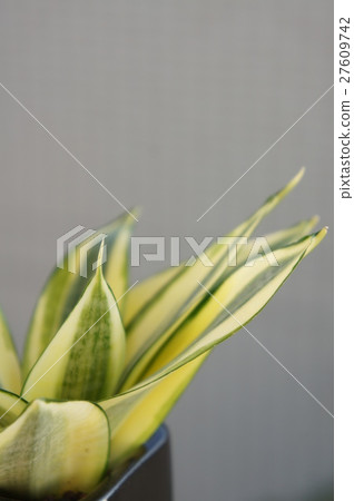 Sansberia Sansberia 27609742