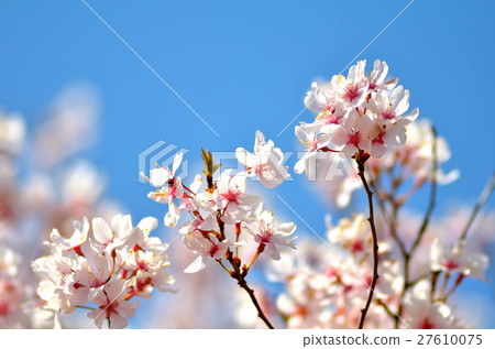 藍天和櫻花 27610075
