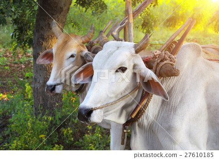 Two asian oxen close-up Two asian oxen close-up 27610185