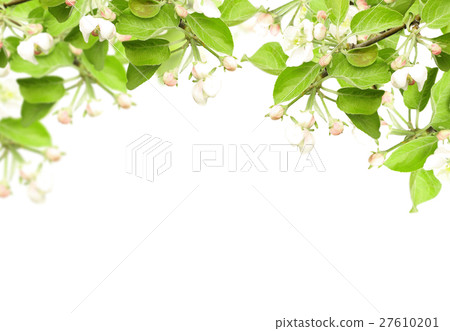 Flowers of apple Flowers of apple 27610201