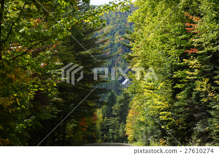 Autumn leaves in Canada 27610274