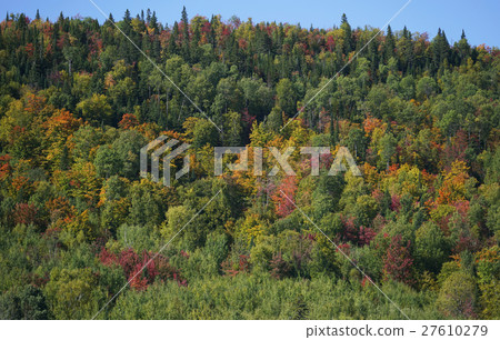 Autumn leaves in Canada 27610279