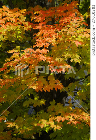 Autumn leaves in Canada 27610283