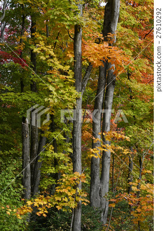 Autumn leaves in Canada Autumn leaves in Canada 27610292