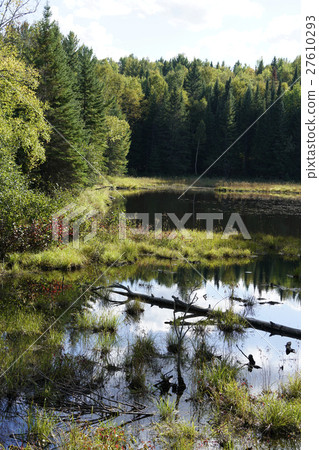 Forest of Canada 27610293