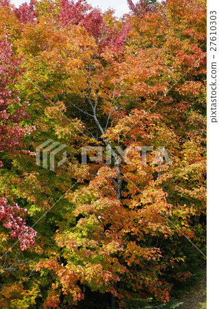 Autumn leaves in Canada Autumn leaves in Canada 27610303