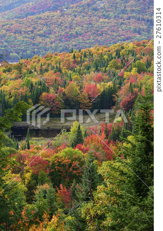 Autumn leaves in Canada 27610314