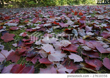 Autumn leaves in Canada 27610356