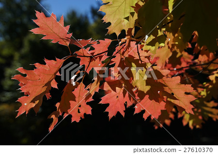 秋葉在加拿大 27610370