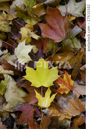 Autumn leaves in Canada 27610382