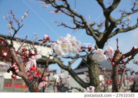 Plum garden 27610385