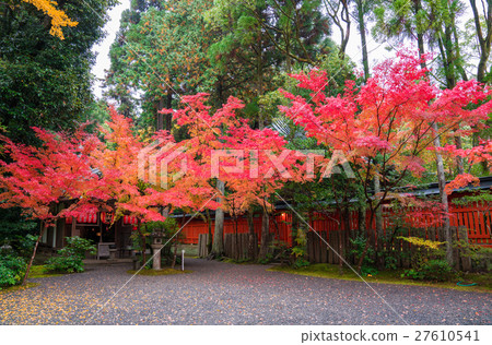Autumn leaves of Kyoto Akayama Zenin Autumn leaves of Kyoto Akayama Zenin 27610541