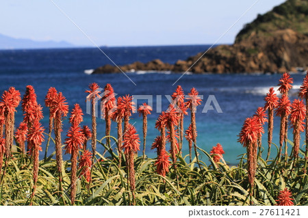 Aloe blooms, Izu Nunikisaki, Izu Oshima in the back 27611421