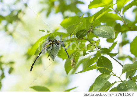 Koniyanma 27611507