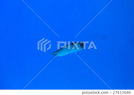 開心魟魚 27611680