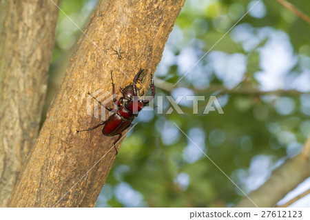 看到牙刷 27612123