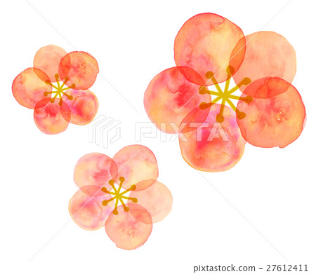 Plum blossoms watercolor Plum blossoms watercolor 27612411