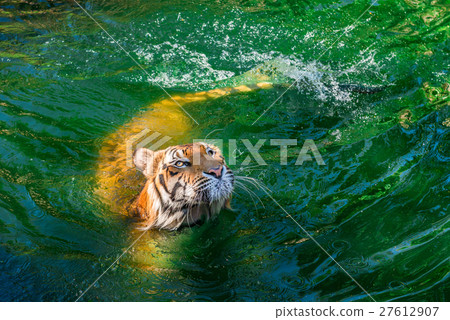 Siberian tiger in water at the zoo 27612907