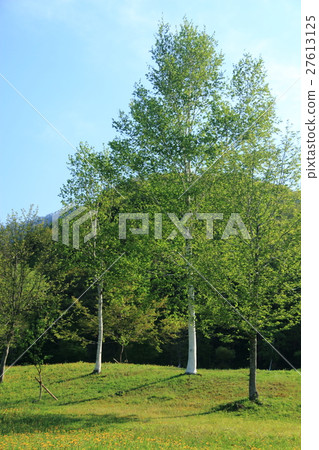 Fresh green Fresh green 27613125