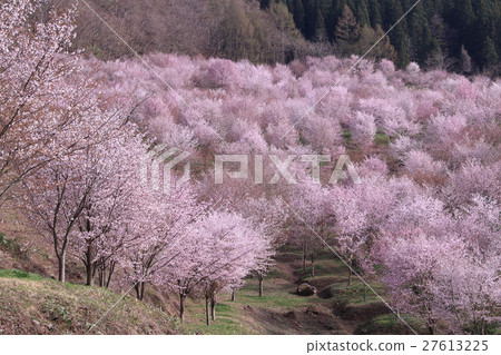 Sakura no Sato 27613225