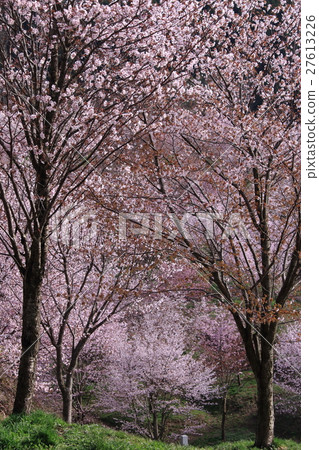 Row of cherry trees Row of cherry trees 27613226