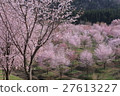 Cherry blossoms in Yamazato 27613227