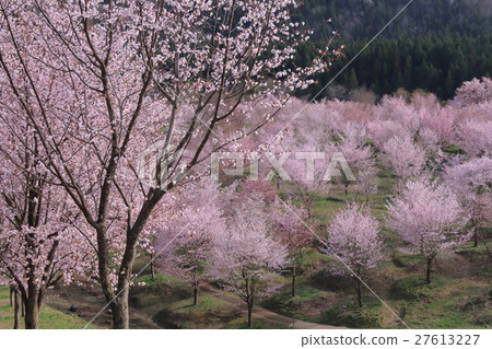 Cherry blossoms in Yamazato 27613227