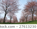 Row of cherry trees 27613230