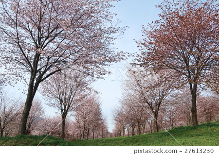 Row of cherry trees 27613230