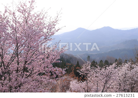 Sakura no Sato 27613231