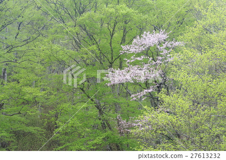 Wild crow Wild crow 27613232