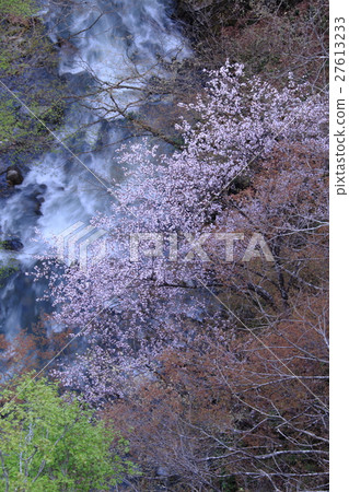 Wild mountain cherry in the valley 27613233