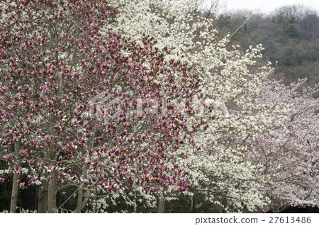 One piece of flower Kuren Shishii cherry tree 27613486